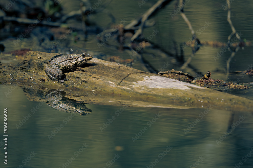 Obraz premium Crapaud sur tronc immergé, avec reflet