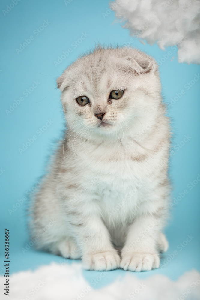 Cute tabby scottish kitten sitting and looking to the side on blue background.
