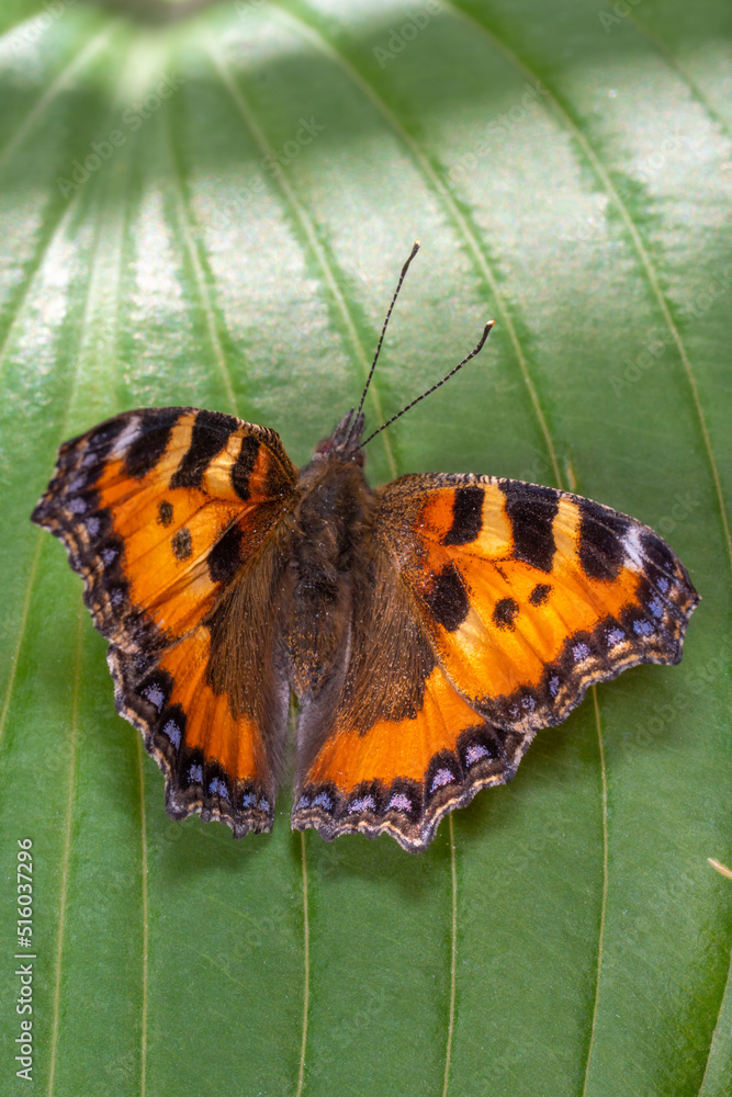 Orange butterfly Burdock on a green leaf, close-up
Orange butterfly Burdock on a green leaf, close-up