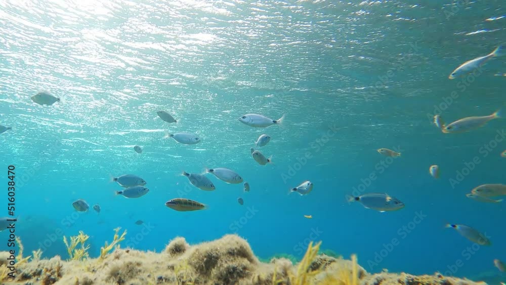 small fish on the beach of the mermaids reef in Cabo de Gata , Almeria , Spain , 4k video footage small fish on the beach of the mermaids reef in Cabo de Gata , Almeria , Spain , 4k video footage