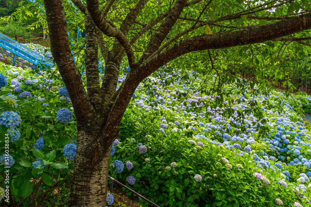 Obraz premium 紫陽花 阿南西部公園(徳島県阿南市)