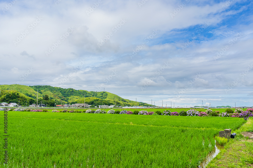 水田と紫陽花(徳島県小松島市)