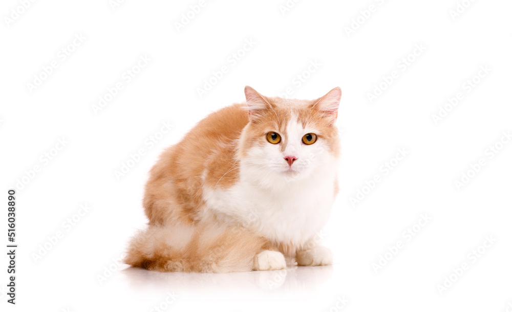 Beautiful cat sits on a white background and looks at the camera with yellow eyes. Beautiful cat sits on a white background and looks at the camera with yellow eyes.