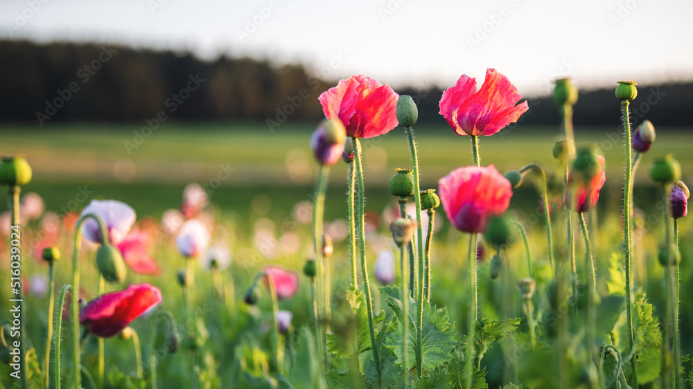 Leuchtend roter Mohn auf dem Feld- Papaver Leuchtend roter Mohn auf dem Feld- Papaver