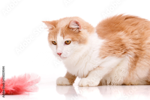 Focused cat who is staring intently at a toy in front of him. Isolated on white.