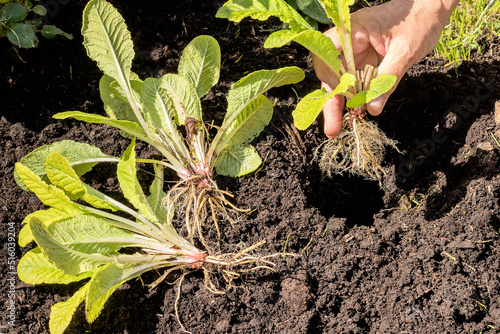 A woman's hand with a primrose sprout after dividing the bush into rosettes, a fresh root system. Planting in a new soil.