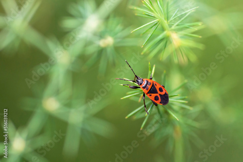 Close-up of a single firebug insect on a plant, Pyrrhocoris apterus 