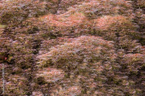 Bild auf Leinwand Amazing background of palmate maple (japanese maple) in japanese garden in Lever