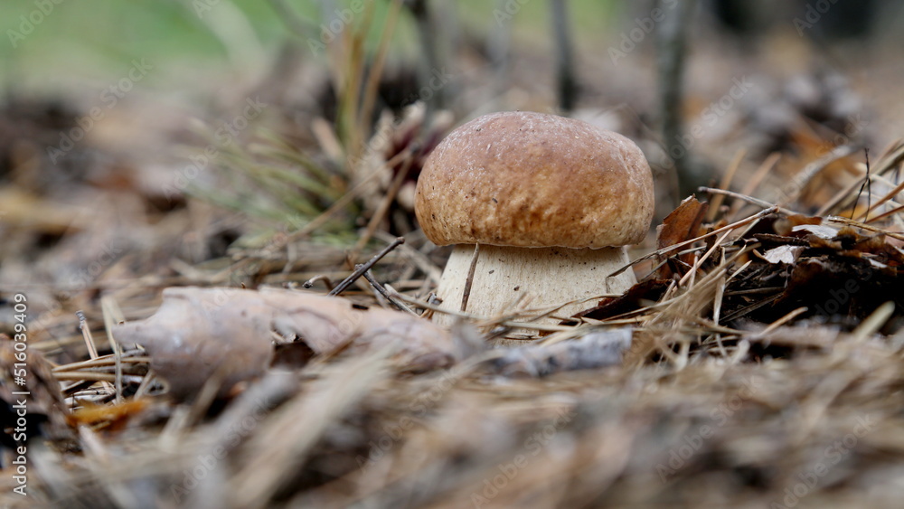 Boletus edulis in the forest. Beautiful summer porcini mushroom Boletus edulis in the forest. Beautiful summer porcini mushroom