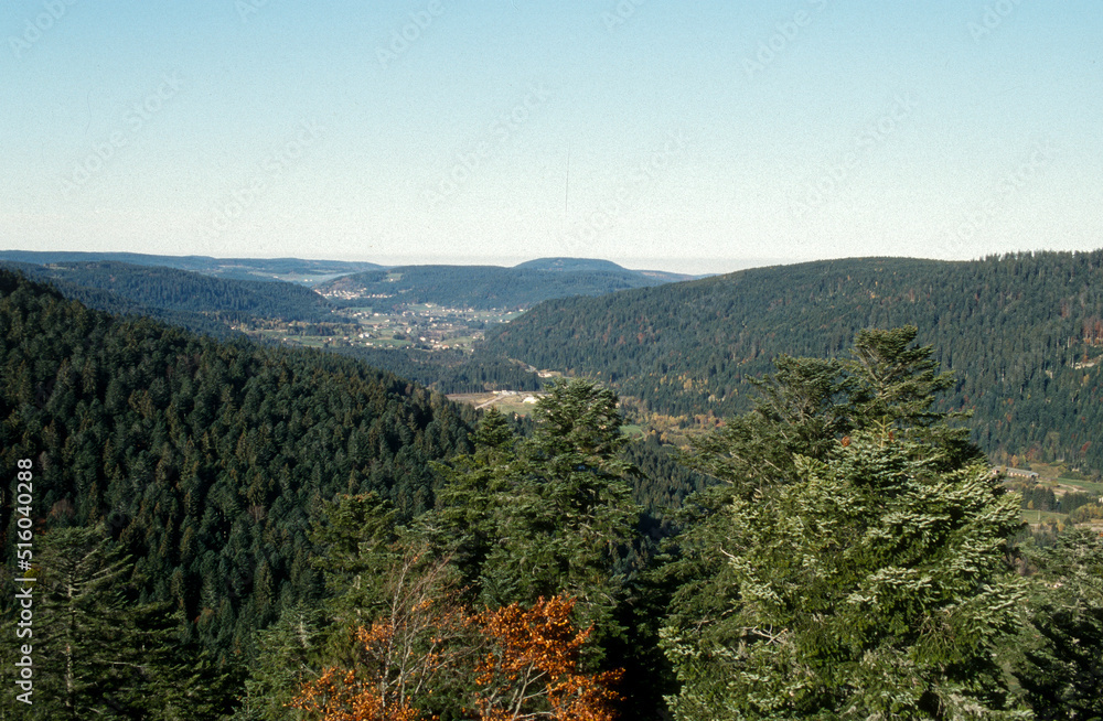 Sapin des Vosges, Lac de Blanchemer, La Bresse, Parc Naturel Régional des Ballons des Vosges, Vosges, 88, région Grand Est Sapin des Vosges, Lac de Blanchemer, La Bresse, Parc Naturel Régional des Ballons des Vosges, Vosges, 88, région Grand Est