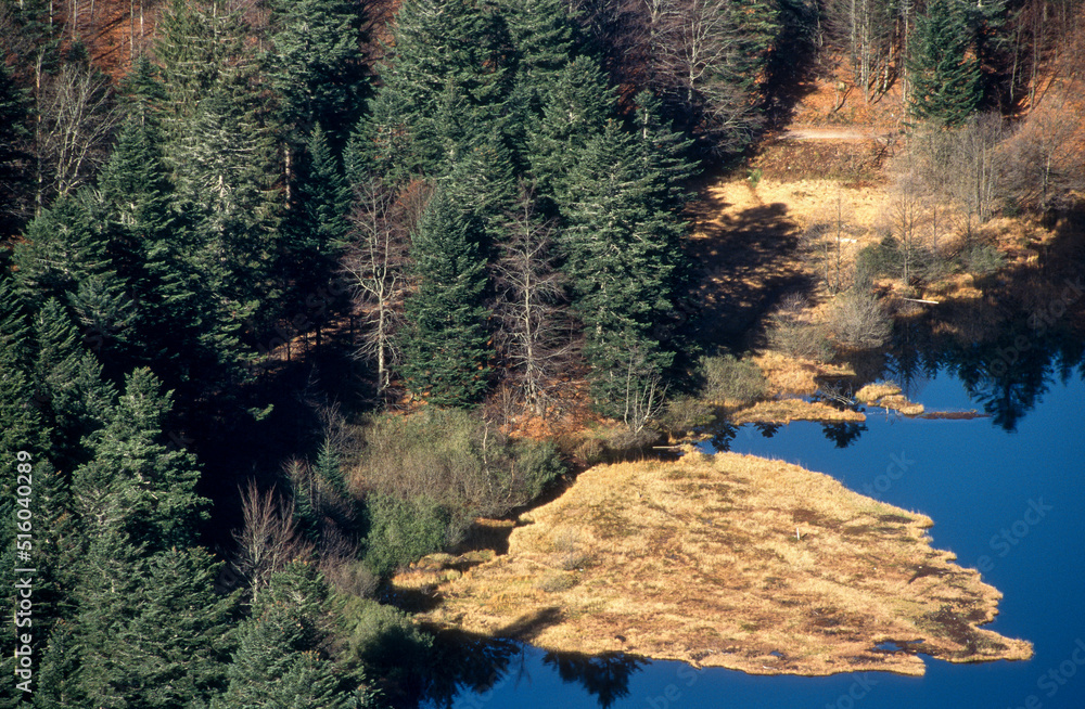 Sapin des Vosges, Lac de Blanchemer, La Bresse, Parc Naturel Régional