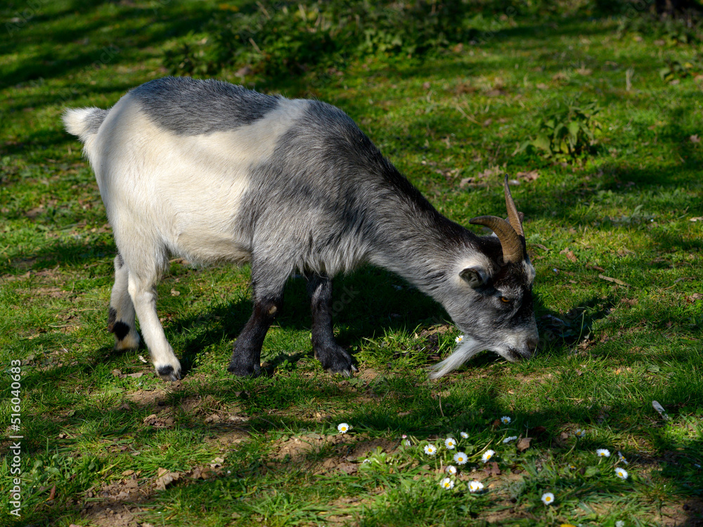 Grey and white goat (Capra aegagrus) grazing in field Grey and white goat (Capra aegagrus) grazing in field
