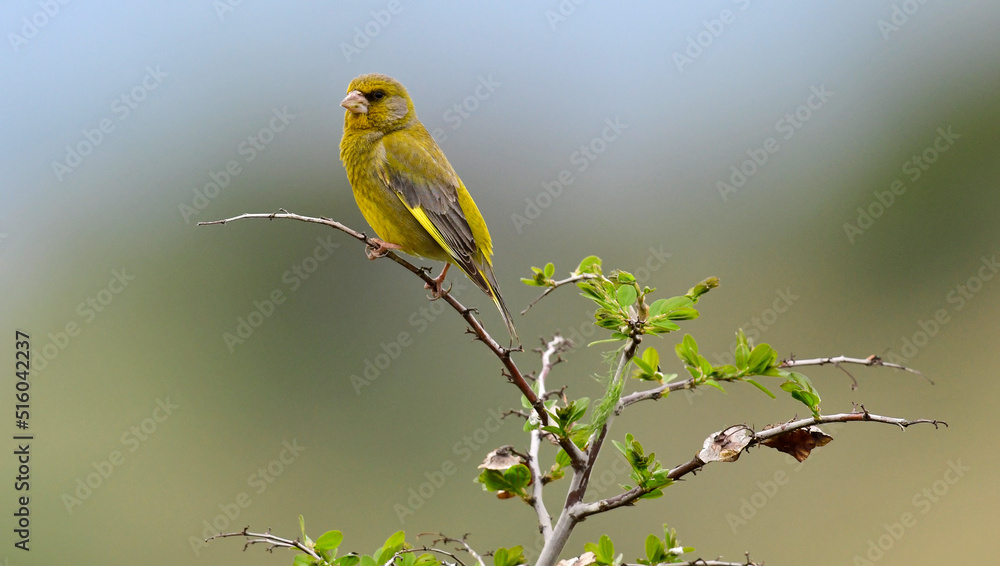 Fototapeta premium European Greenfinch // Grünfink, Grünling (Chloris chloris)