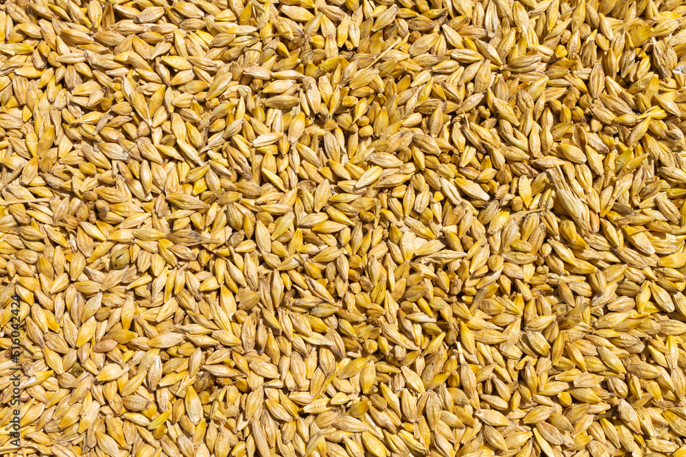 Grains of wheat. Top view wheat. background closeup Grains of wheat. Top view wheat. background closeup