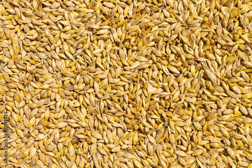 Grains of wheat. Top view wheat. background closeup