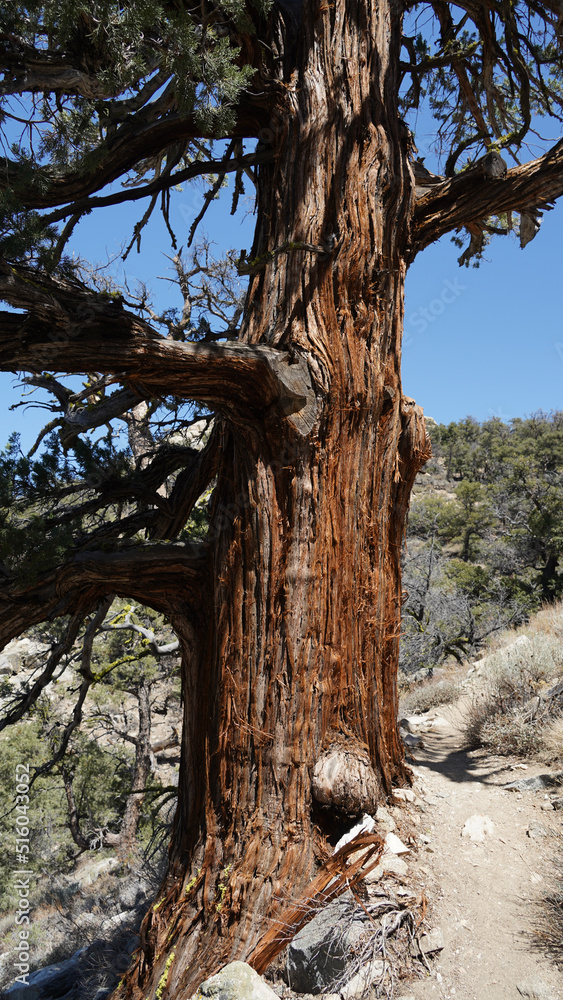 Mountain and tree landscapes on the long distance hiking path Pacific Crest Trail on the California Section G, USA. Mountain and tree landscapes on the long distance hiking path Pacific Crest Trail on the California Section G, USA.