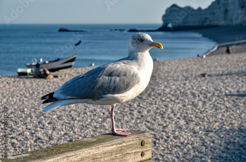 Closeup herring gull  Larus argentatus  perched on a wooden fence and the pebble beach of Etretat  in Normandy in France