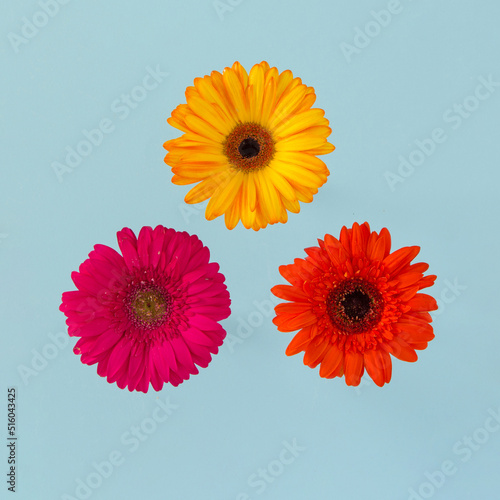 Pink  orange and yellow gerber flowers buttons  on blue background.