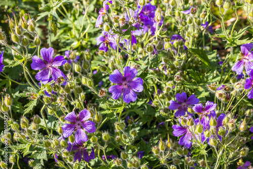 Geranium flowers bloom in the summer garden