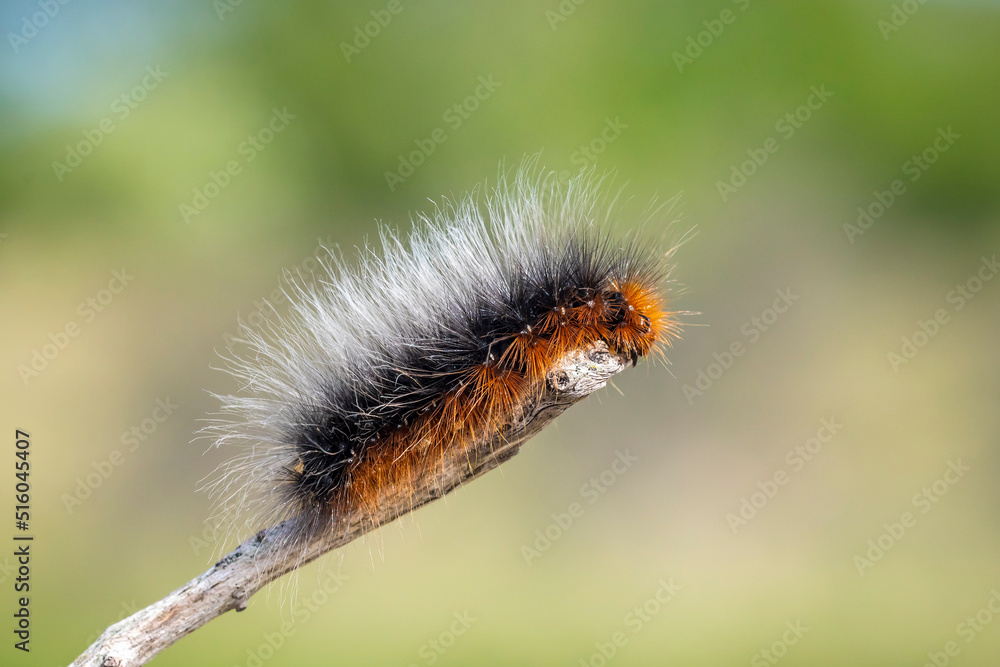 Closeup of a garden tiger moth or great tiger moth, Arctia caja, caterpillar crawling and eating Closeup of a garden tiger moth or great tiger moth, Arctia caja, caterpillar crawling and eating