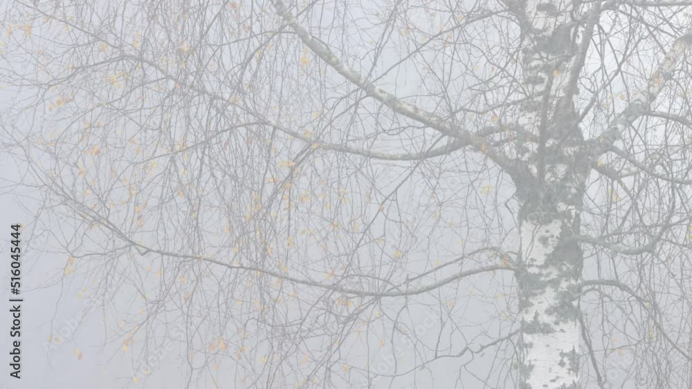 Birch branches and leaves on a gloomy and misty autumn day in Estonia Birch branches and leaves on a gloomy and misty autumn day in Estonia