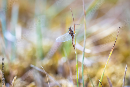 A leptophlebia vespertina mayfly resting in grass