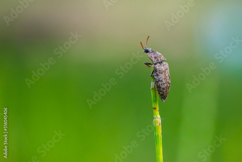 Agrypnus murinus, a species of click beetle