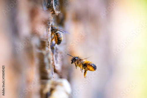 Honey bee Apis mellifera insect hotel © Sander Meertins