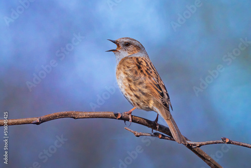 Dunnock Prunella modularis bird singing during Springtime