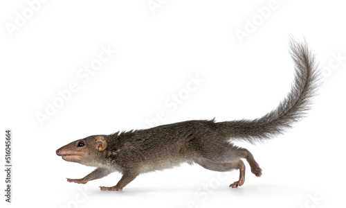Northern Treeshrew aka Tapaia Belangeri, running full speed side ways. Looking away from camera. Isolated on a white background. © Nynke