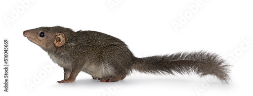 Northern Treeshrew aka Tapaia Belangeri, sitting side ways. Looking up away from camera showing profile. Isolated on a white background. photo