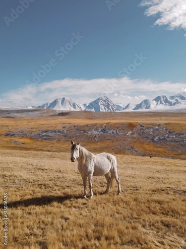 White horse in the mountains