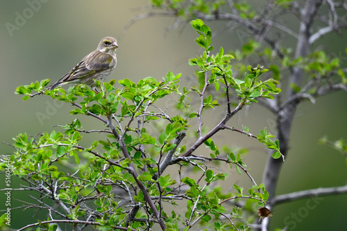 European Greenfinch, female // Grünfink, Grünling, Weibchen (Chloris chloris) photo