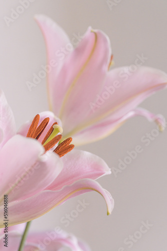 淡いピンクのユリの花の写真