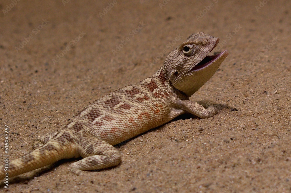 Steppe Agama Steppe Agama