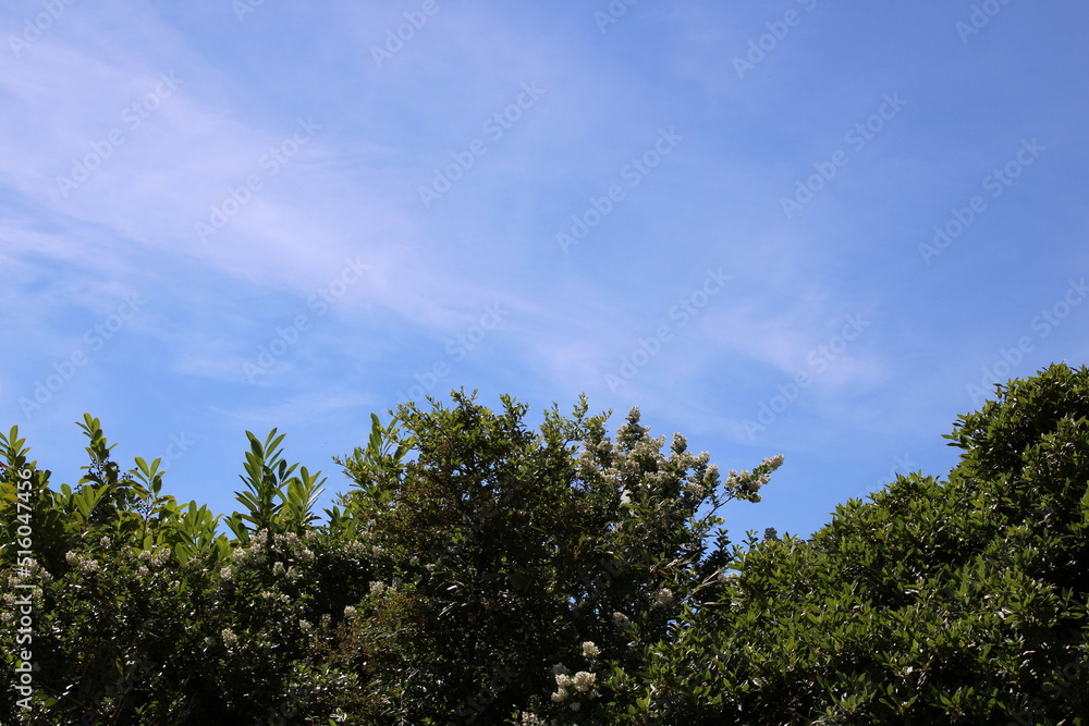 Dark green bushes with blue sky and clouds and space for text Dark green bushes with blue sky and clouds and space for text