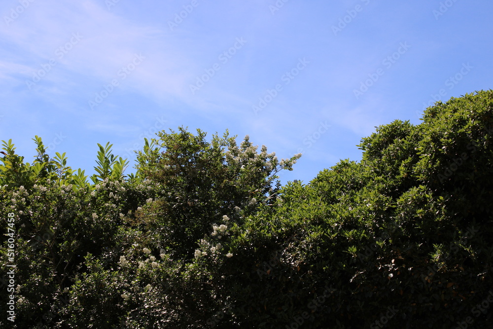 Green bushes against a blue sky with space for text