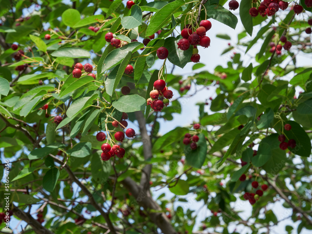 The ripening variously named Service berry, Saskatoon berry, shad berry, June berry detail in a tree and bush The ripening variously named Service berry, Saskatoon berry, shad berry, June berry detail in a tree and bush