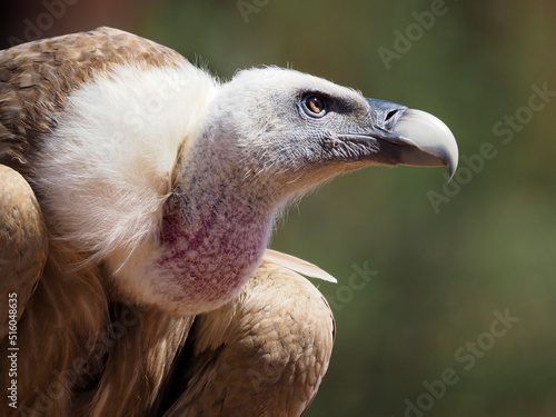 Portrait of griffon vulture (Gyps fulvus) seen from profile photo