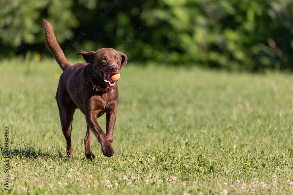 Chien courant dans un pré avec une balle dans sa gueule Chien courant dans un pré avec une balle dans sa gueule