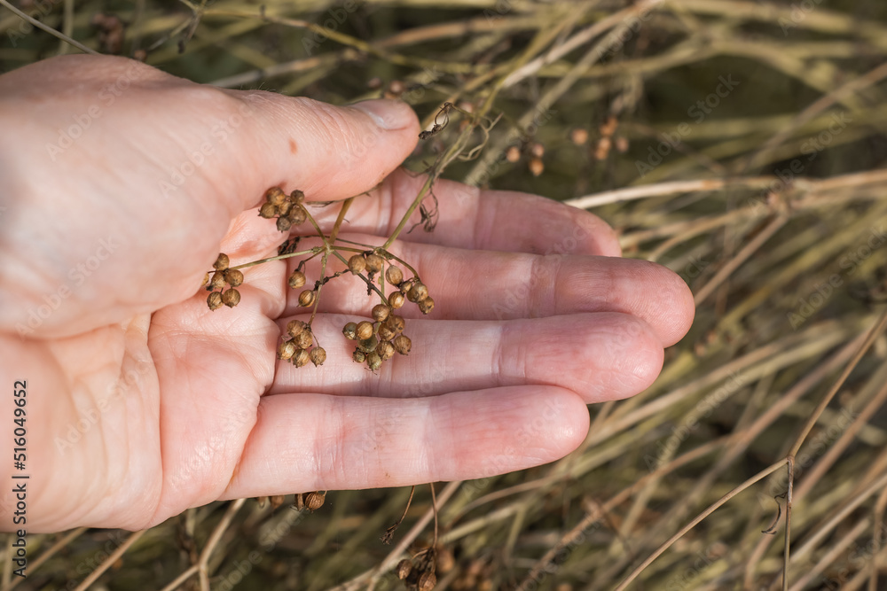 Obraz premium Ripe dry coriander seeds on a branch, in the palm of a woman. Growing cilantro in the garden. Aromatic seasoning