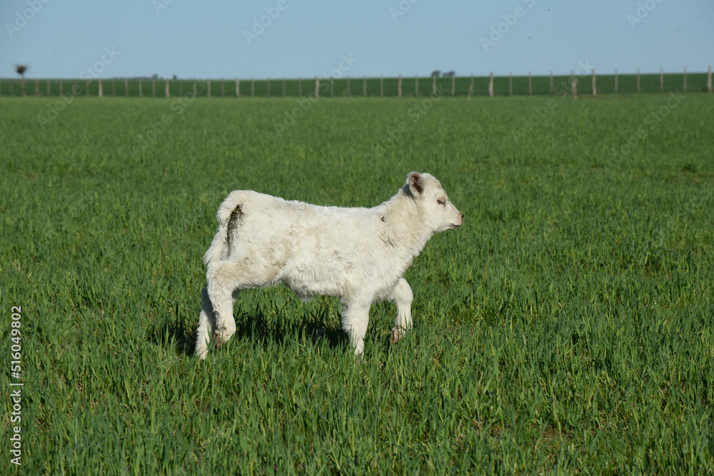White Shorthorn calf , in Argentine countryside, La Pampa province, Patagonia, Argentina. White Shorthorn calf , in Argentine countryside, La Pampa province, Patagonia, Argentina.