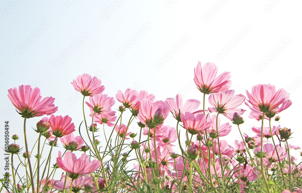 Pink cosmos flowers in nature, sweet background, blurry flower background. Pink cosmos flowers in nature, sweet background, blurry flower background.
