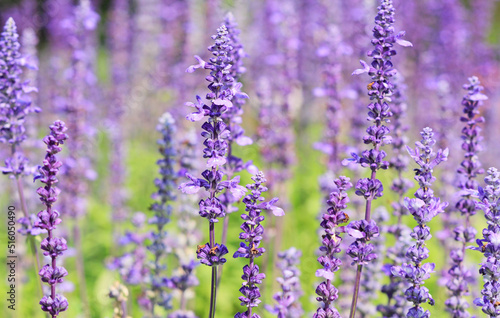 Violet lavender flowers field.