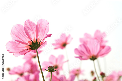 Pink cosmos flowers in nature, sweet background, blurry flower background. © Direk Takmatcha