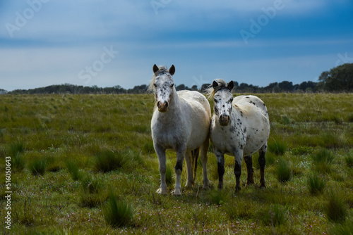 Herd of horses in the coutryside  La Pampa province  Patagonia   Argentina.