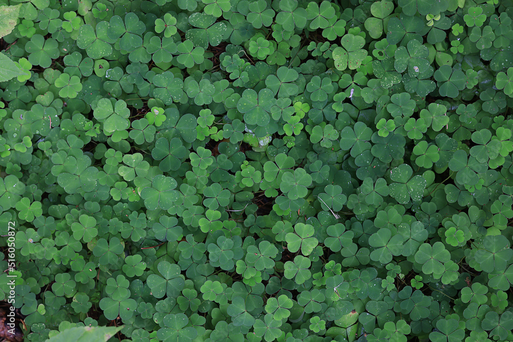 Fototapeta premium st. patrick's green background grass leaves ireland spring