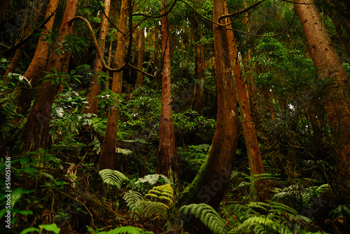 Fotografie Azores deep forest, Portugal