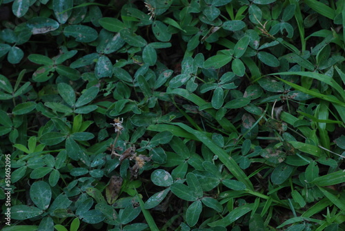 green leaves background