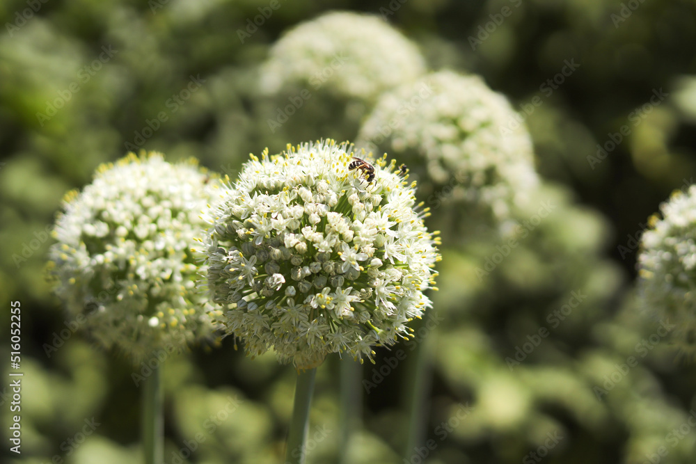 Blooming onion flower head in the garden. Agricultural background. Spring onions or Sibies. Summertime rural scene. White flowers . Allium. Blooming onion flower head in the garden. Agricultural background. Spring onions or Sibies. Summertime rural scene. White flowers . Allium.